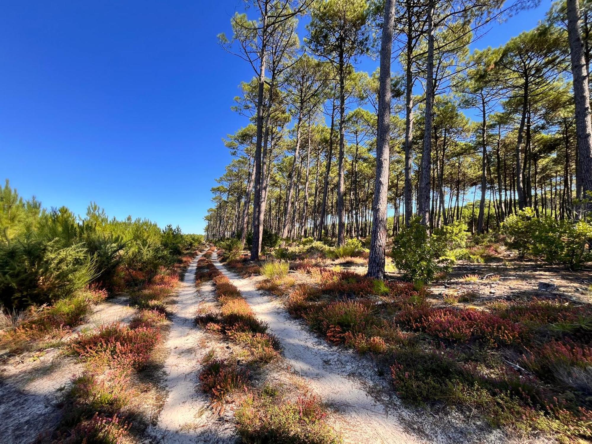 Villa La Bergerie Des Landes Lit-et-Mixe Esterno foto